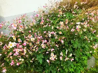 DSCF2806 (2).webp