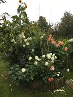 2019-09-07 Dahlienbeet von Osten.webp
