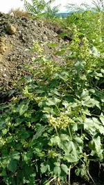 IMG_20190909_153929239.webp