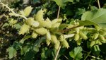 IMG_20190909_154049818.jpg