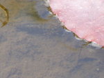 P1050171.JPG