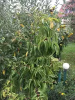 2019-09-11 Sieben Söhne.webp