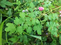 DSCF2840 (2).webp