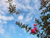 DSCF2847 (2).webp