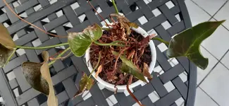 20190908_111656.webp