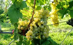 IMG_20190912_161759291.webp