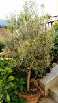 IMG_20190912_080239184.jpg