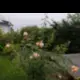 rosen.webp