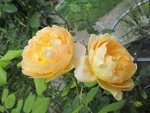 IMG_2153.JPG
