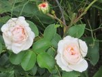 IMG_2206.JPG