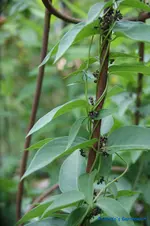Cynanchum vincetoxicum.webp