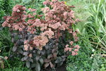 Sedum2119.JPG