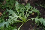 DSC08317.JPG