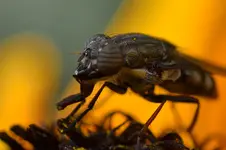 Porträt einer Fliege_0002.webp