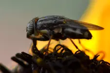 Porträt einer Fliege_0003.webp