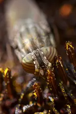 Porträt einer Fliege_0005.webp