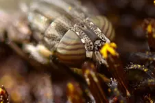Porträt einer Fliege_0006.webp