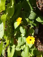 P1140022Susanne.webp