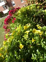 P1140023Blumenkasten.webp