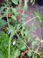 P1140031Vilmanachwuchs.webp