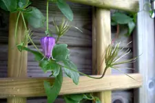 IMGP4059.webp