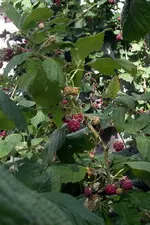 IMGP4066.webp