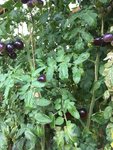 IMG_3248.JPG