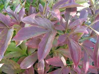 IMG_6855.webp