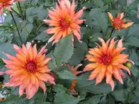 IMG_6844.webp