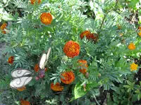 IMG_6857.webp