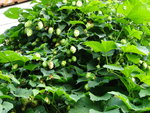 DSC00646.JPG