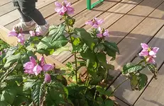 20190913_blume.webp