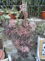 SAM_1073.webp