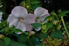 DSC08324.webp