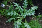 DSC08321.JPG