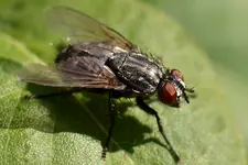 Fliege_0012.JPG