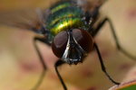 Fliege_0014a.JPG