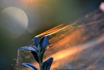 SU d Spinnennetz_0038x.JPG