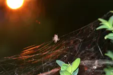 SU d Spinnennetz_0077.JPG
