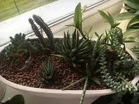 2019-05-28 Sukkulenten 1.webp