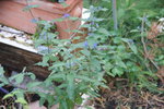DSC08327.JPG