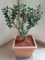 Geldbaum (Crassula ovata) - 18.06.2019_1.webp