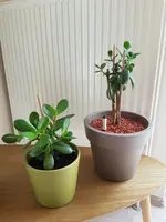 Geldbaum (Crassula ovata) - 18.06.2019_2.webp