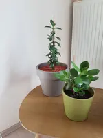 Geldbaum (Crassula ovata) - 18.06.2019_3.webp