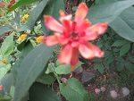 IMG_2235.JPG