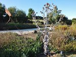 DSCF2904.JPG