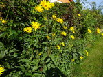 DSC00657.JPG