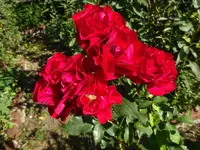DSC00660.JPG