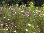 DSCF2888.JPG