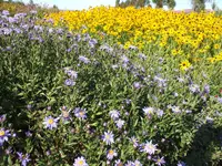 DSCF2895.webp
